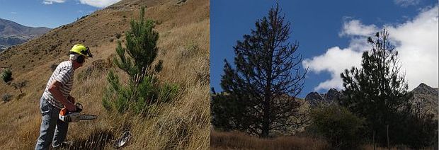 Peter Willsman about to cut down a wilding Scot's pine, and wilding conifers on lower slopes of the Remarkable Range