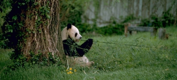 Giant panda Stolz Gary M