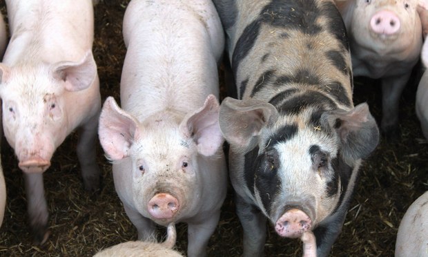 pigs c web