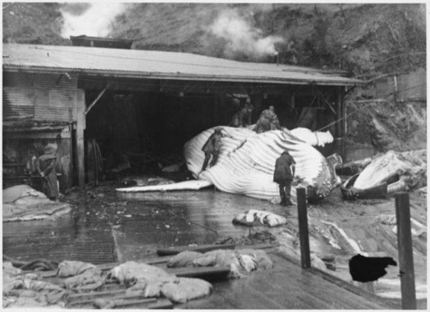 Whale being processed at Perano Whaling Station