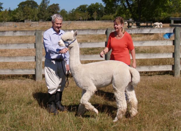 Alpaca