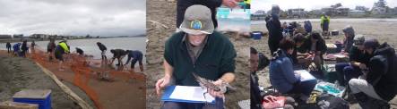 Godwits being taken out of the net, Phil Battley holding a godwit, and processing the birds.