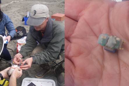 Jesse Conklin removing a data logger, and data logger showing the light sensor.