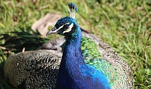 Peafowl
